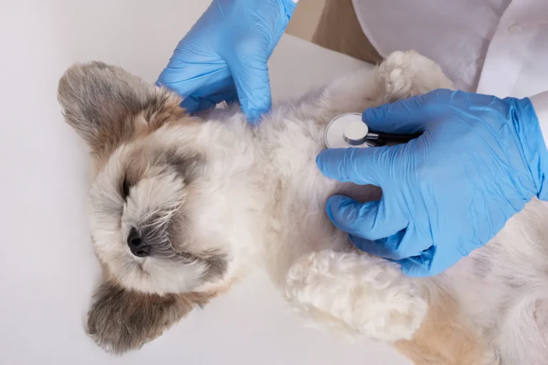 anestesia-veterinaria