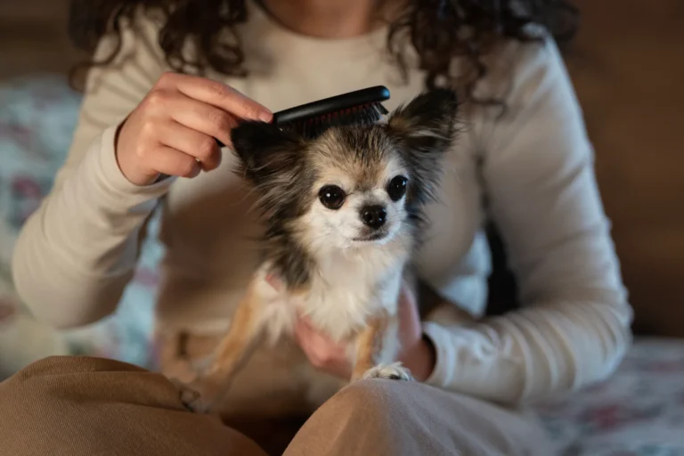 causas y tratamientos perdida pelo perro