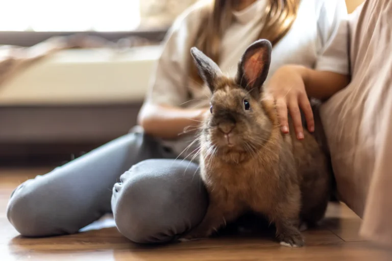 guia-cuidados-conejo-domestico